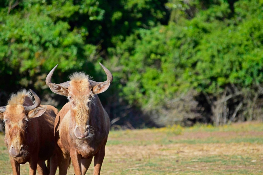 Commercial Property for Sale in Royalston Residential Estate and Wildlife Reserve Eastern Cape